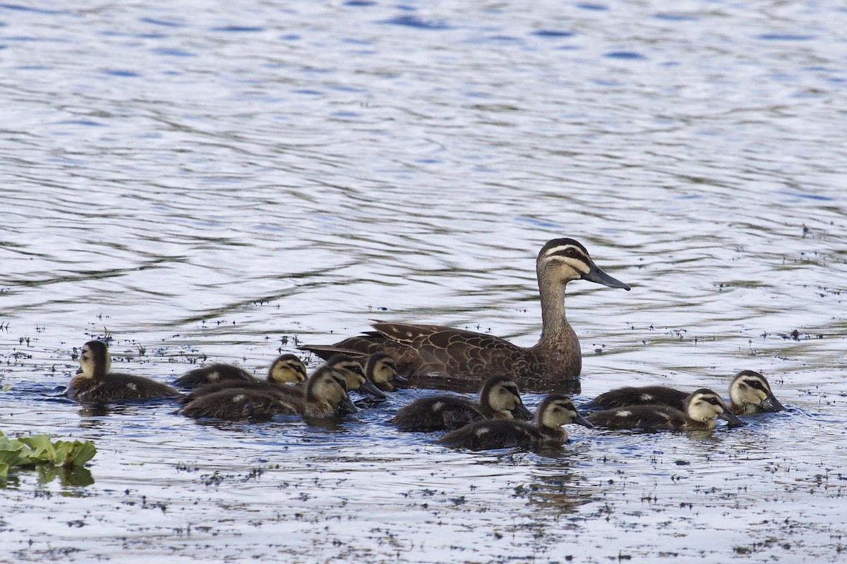 Pacific Black Duck - ML28331641