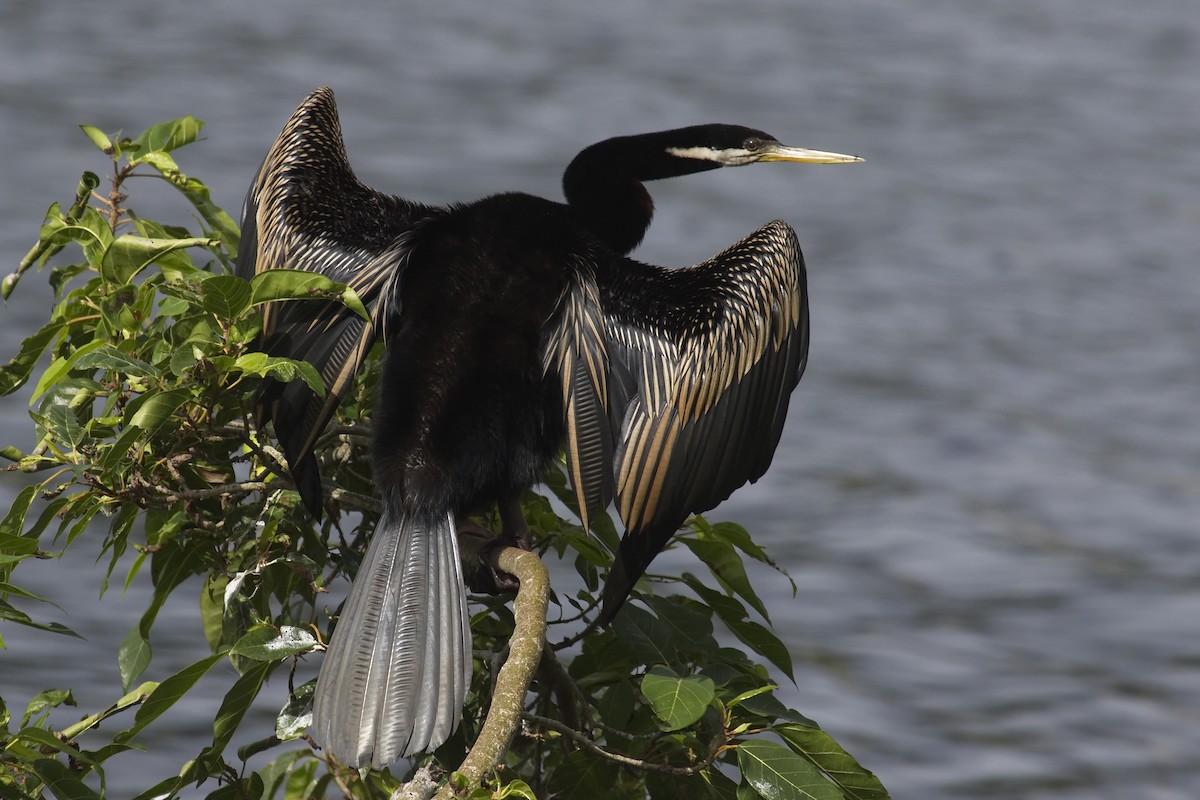 Anhinga Australiana - ML28331731