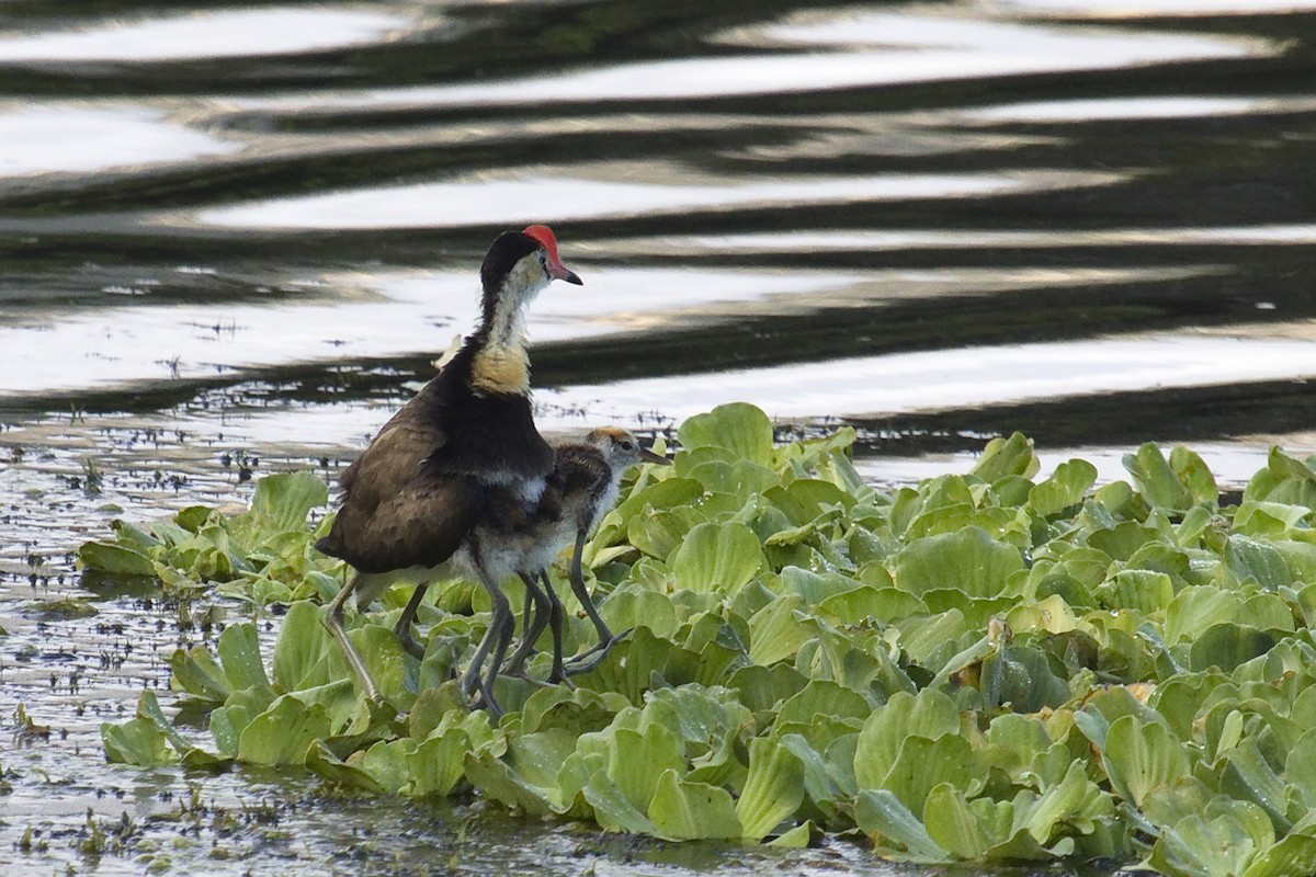 Jacana Crestada - ML28331751