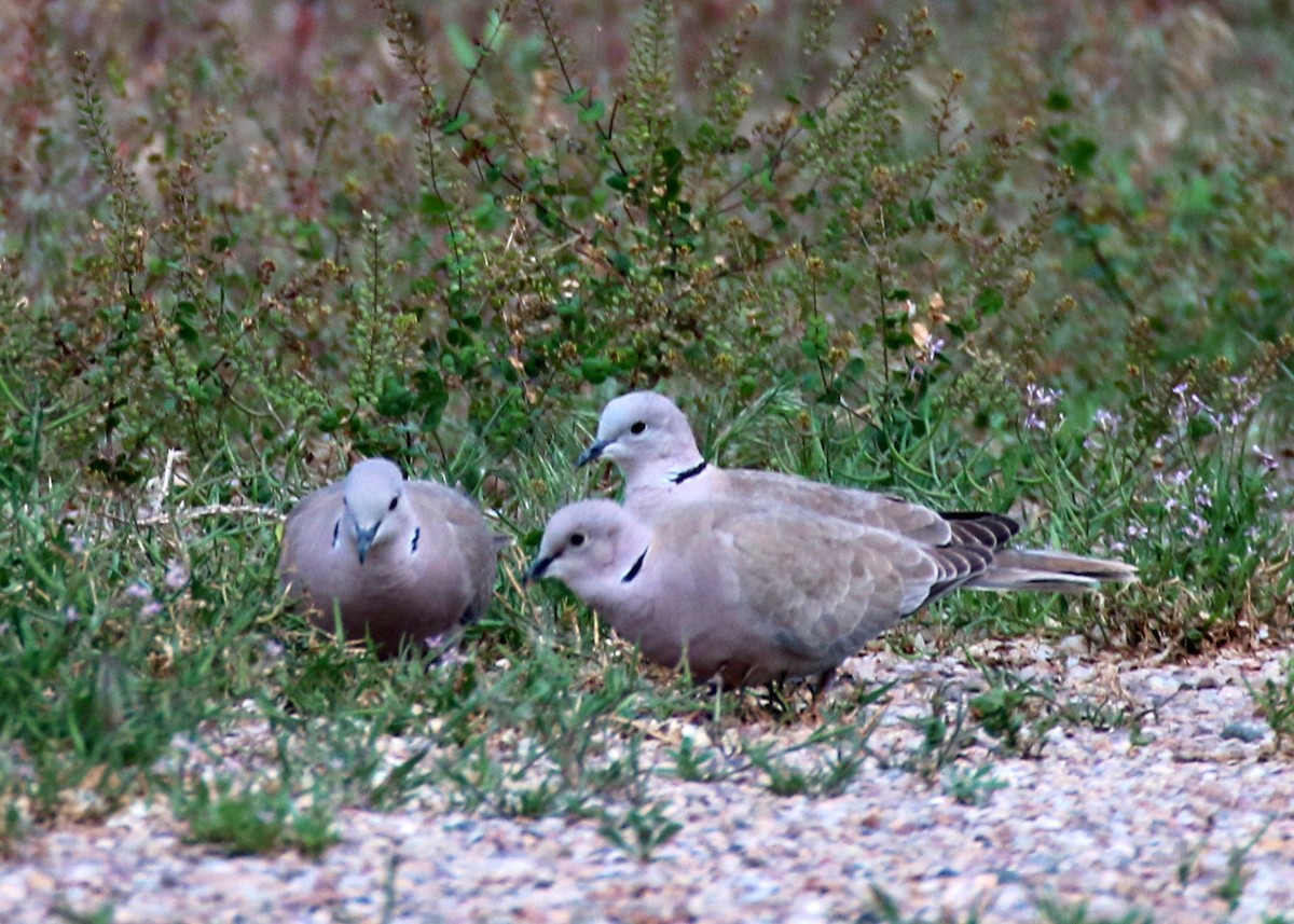 Eurasian Collared-Dove - ML28331801