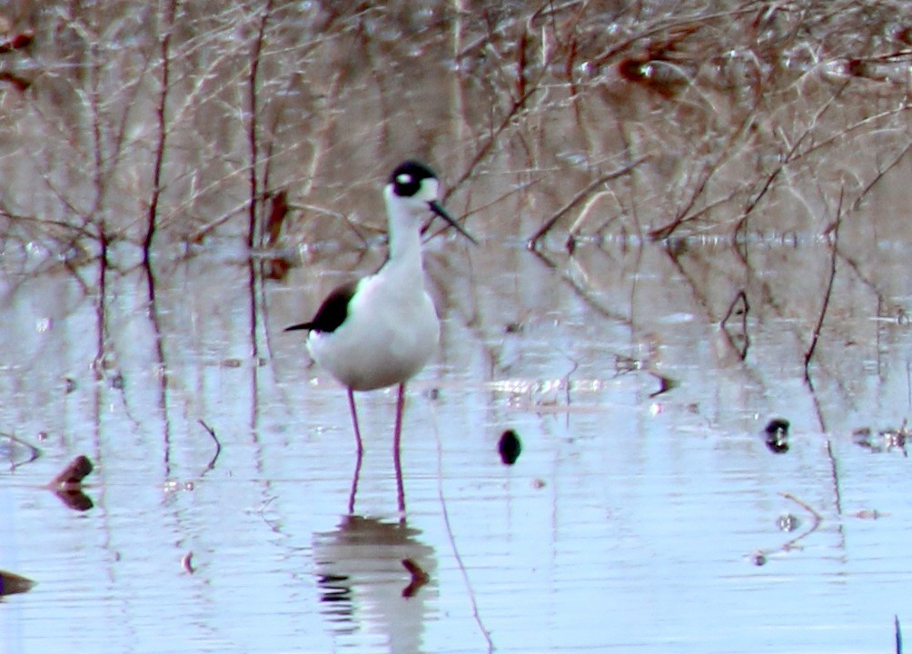 Black-necked Stilt - ML28331871