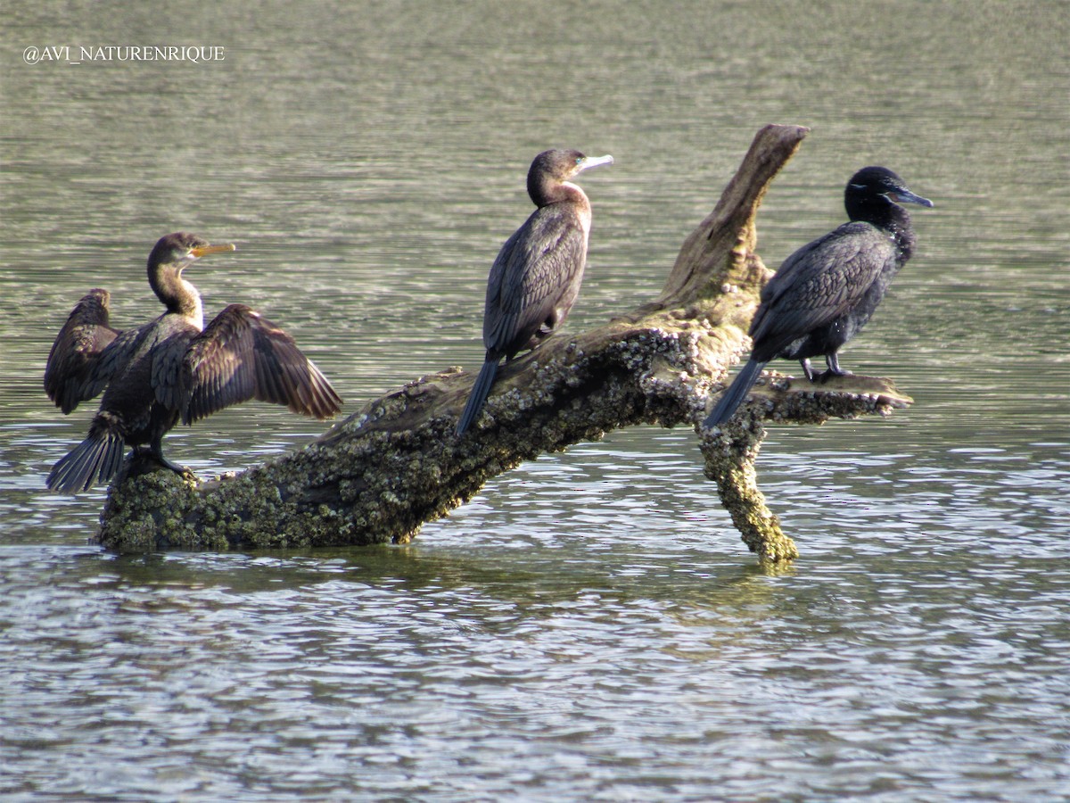 Cormoran vigua - ML283319211