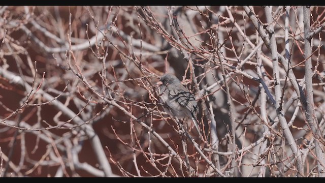 Юнко сірий (підвид cismontanus) - ML283319651