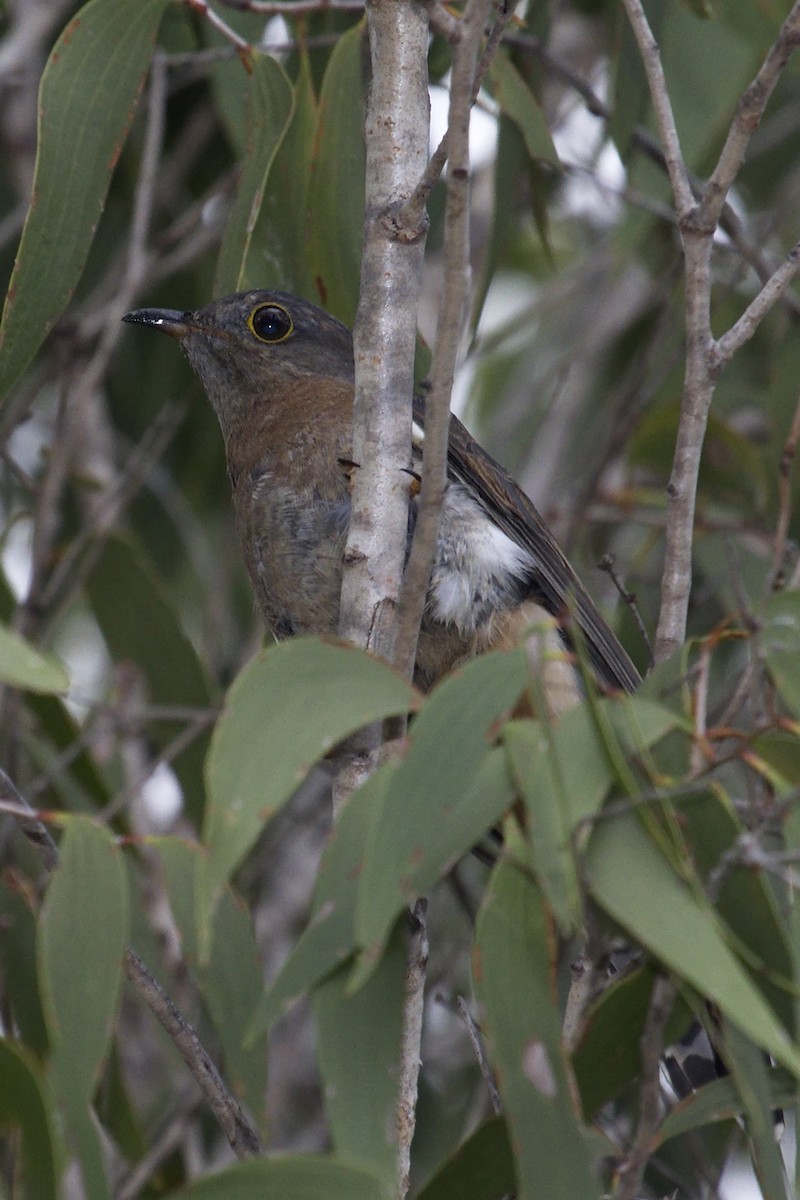 Fan-tailed Cuckoo - Ed Pierce