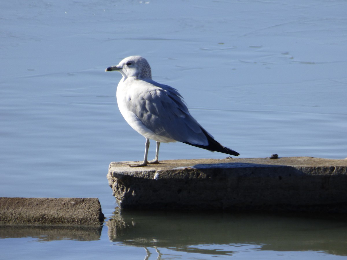 Ring-billed Gull - ML283320631