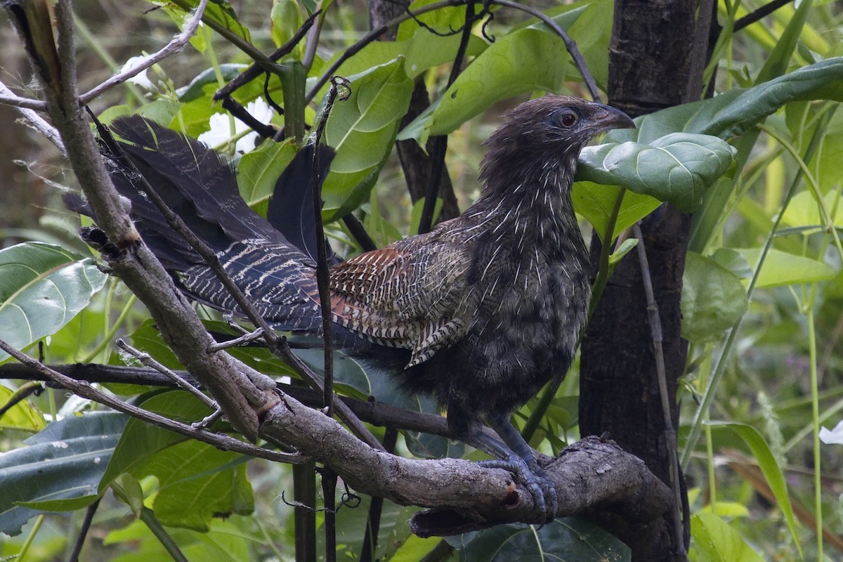 Pheasant Coucal - ML28332081