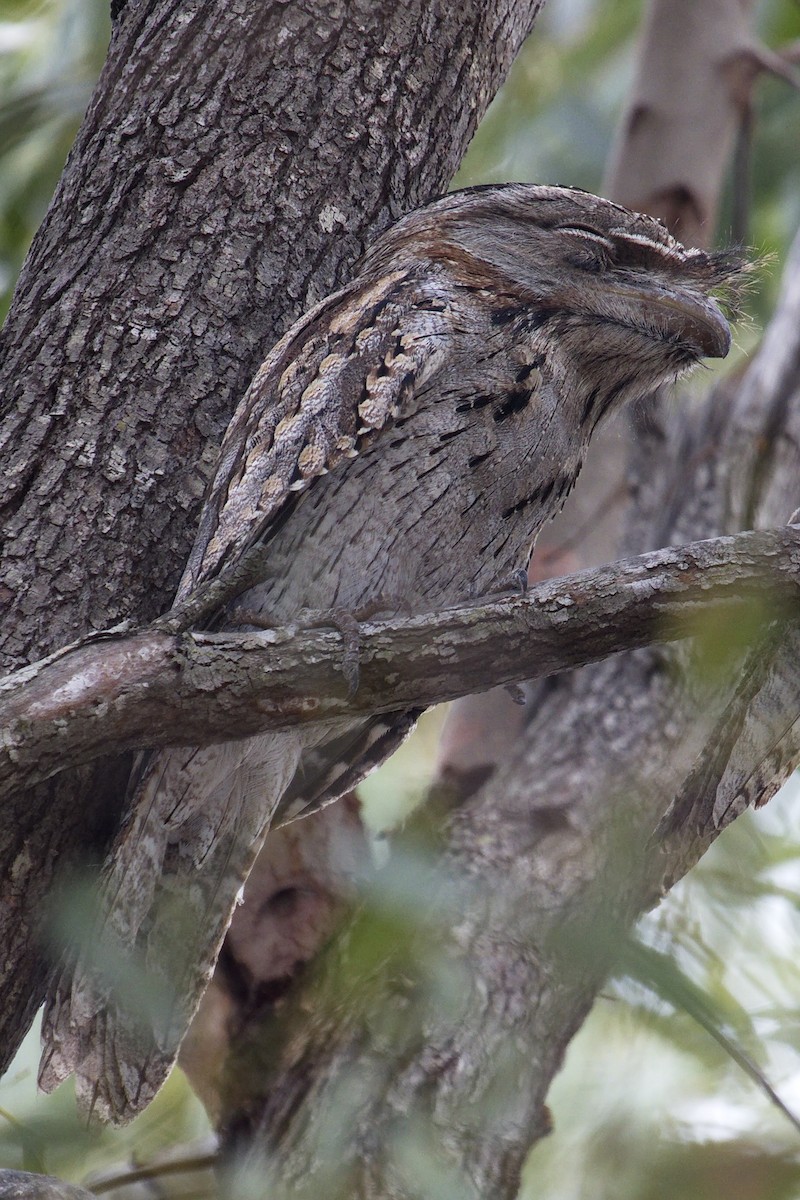 Tawny Frogmouth - ML28332091