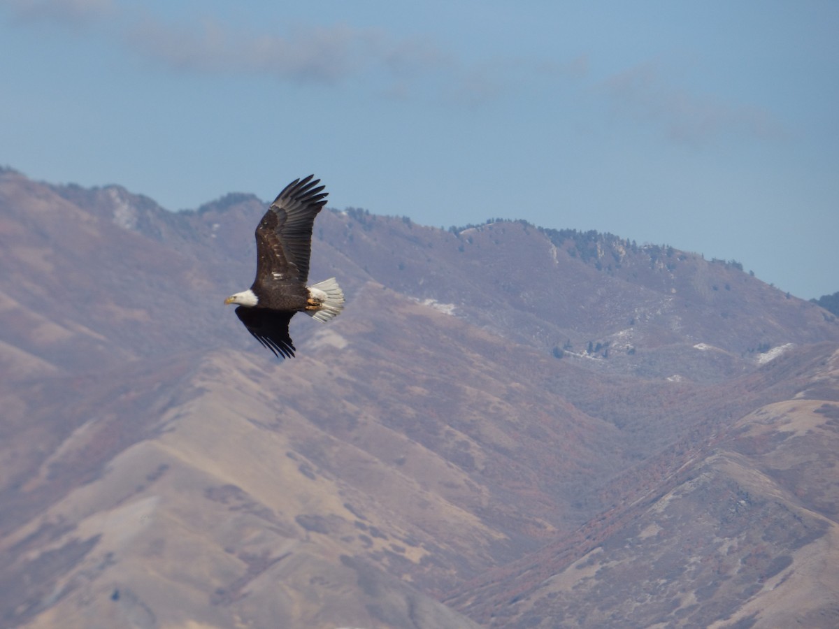 Bald Eagle - ML283321771