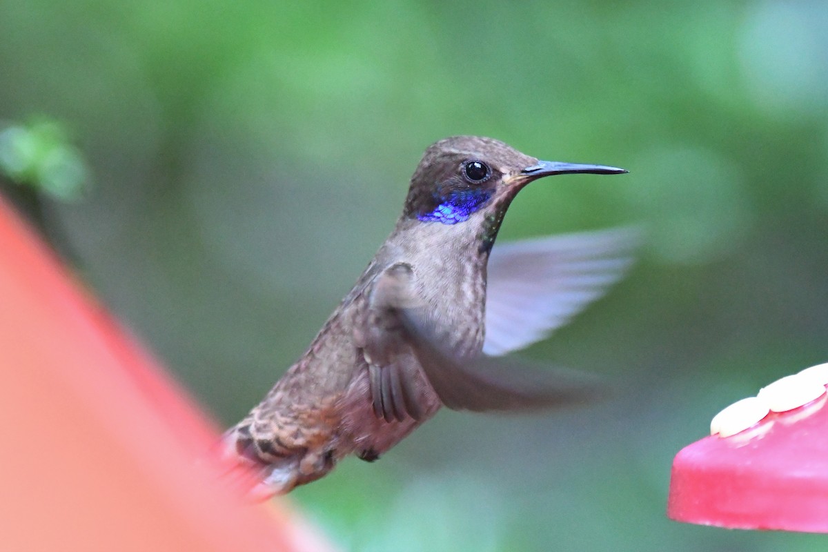 Brown Violetear - Scott M Terry