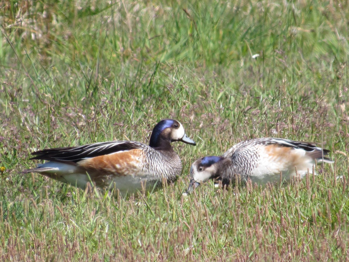 Canard de Chiloé - ML283324821