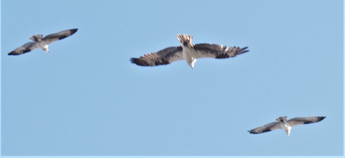 Balbuzard pêcheur (carolinensis) - ML283324831