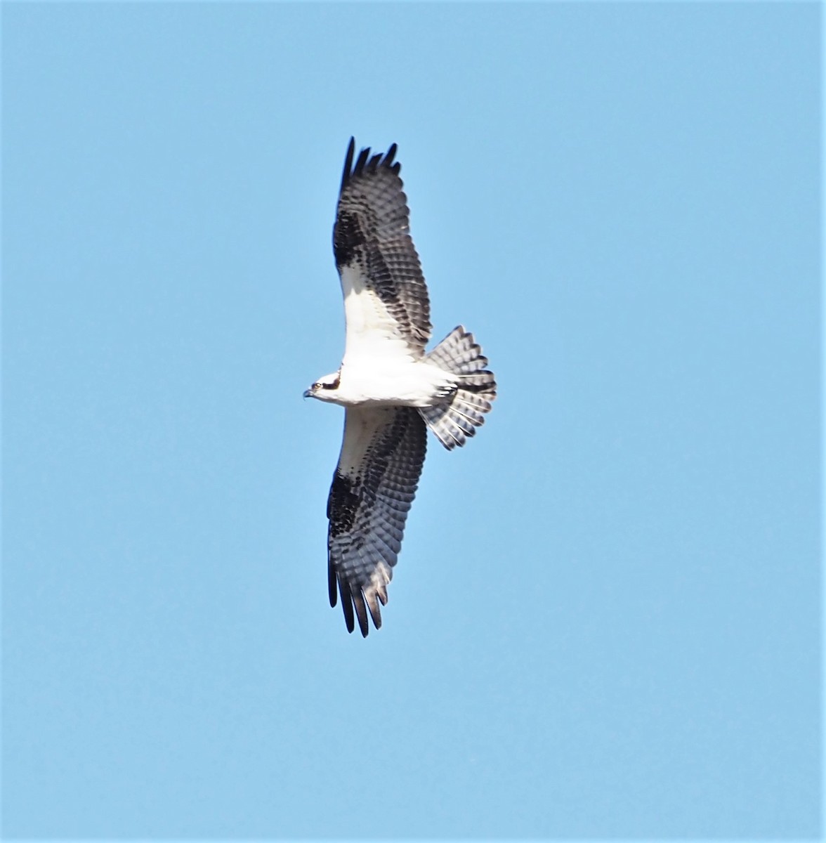 Balbuzard pêcheur (carolinensis) - ML283324841
