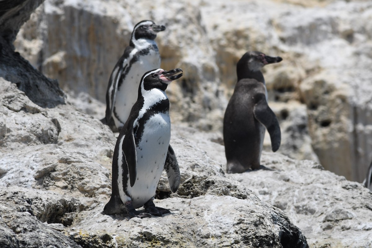 Humboldt Penguin - ML283326161