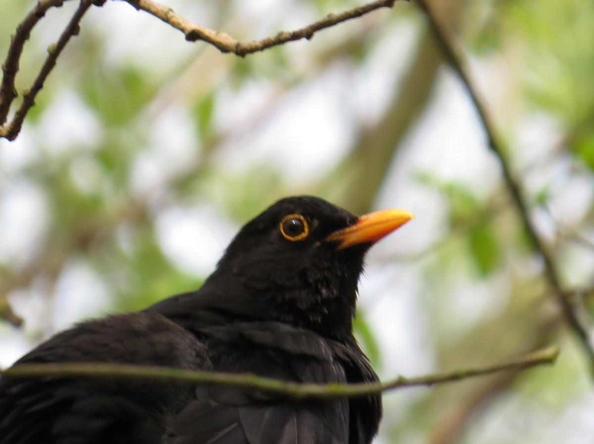 Eurasian Blackbird - JoAnn Potter Riggle 🦤