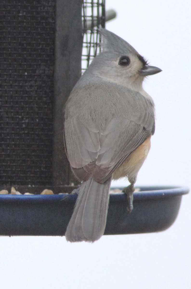 Tufted Titmouse - Gary Graves