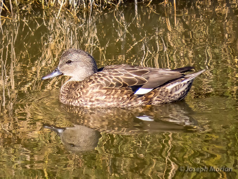 Gadwall - Joseph Morlan