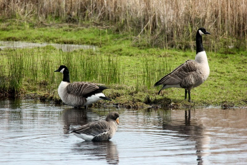 Greater White-fronted Goose - ML283327981