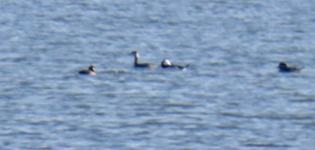 Red-necked Grebe - JC Fazio-Cohen