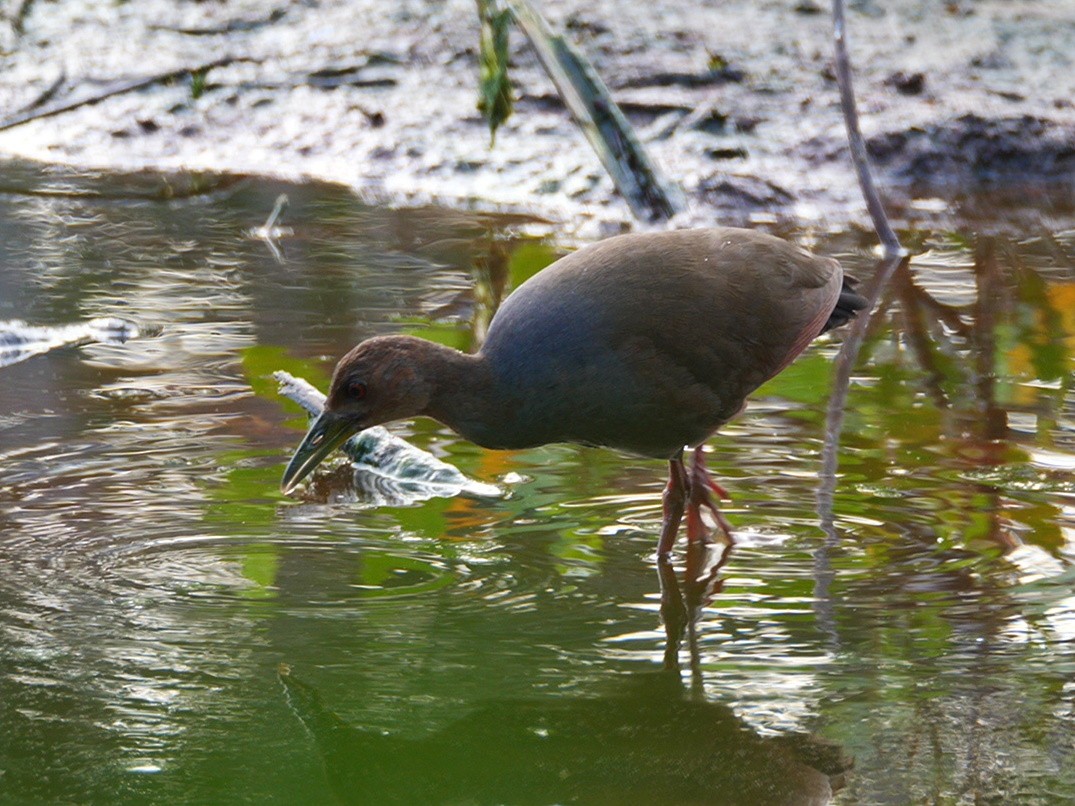 Rufous-necked Wood-Rail - Jane Patterson