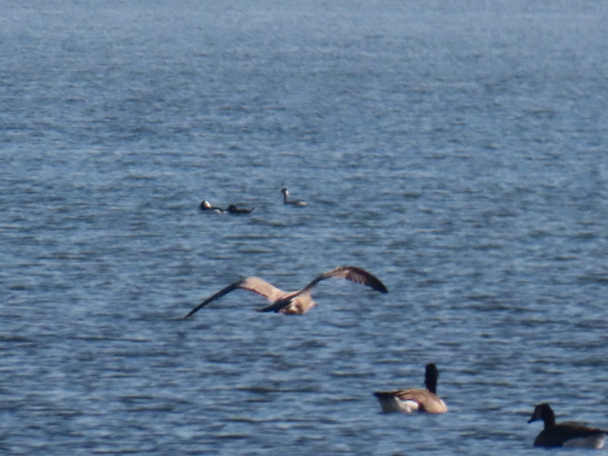 Red-necked Grebe - ML283329671