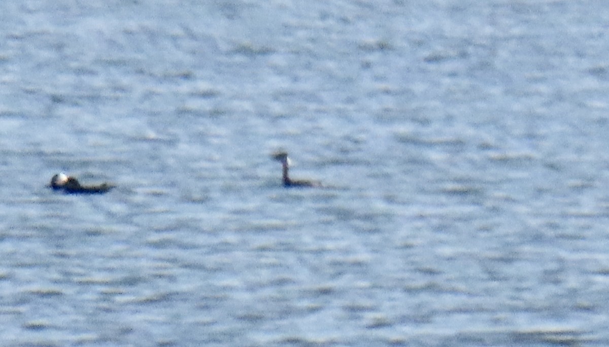 Red-necked Grebe - ML283331151