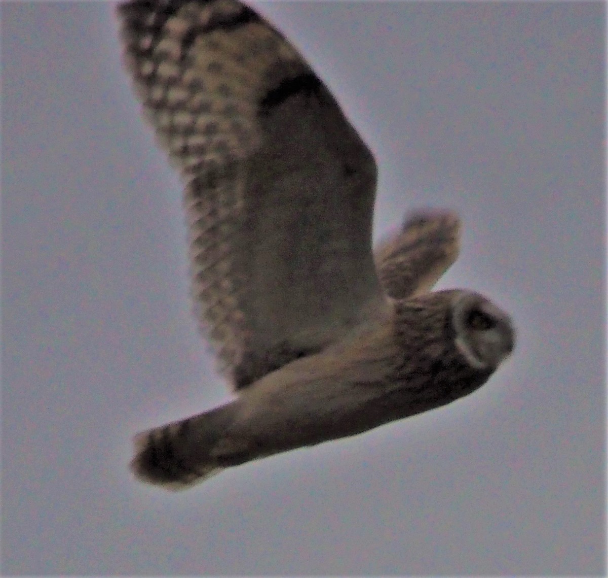 Short-eared Owl - ML283331781