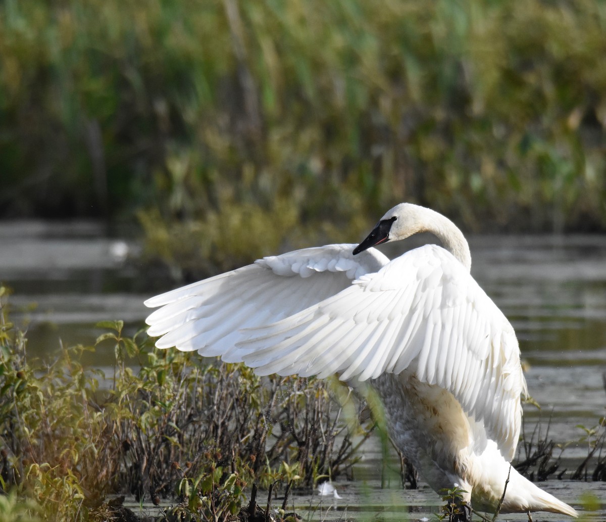 Cygne trompette - ML283331791