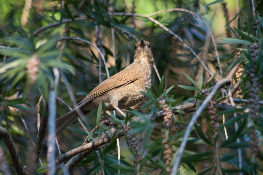 Pale-breasted Thrush - ML283332831