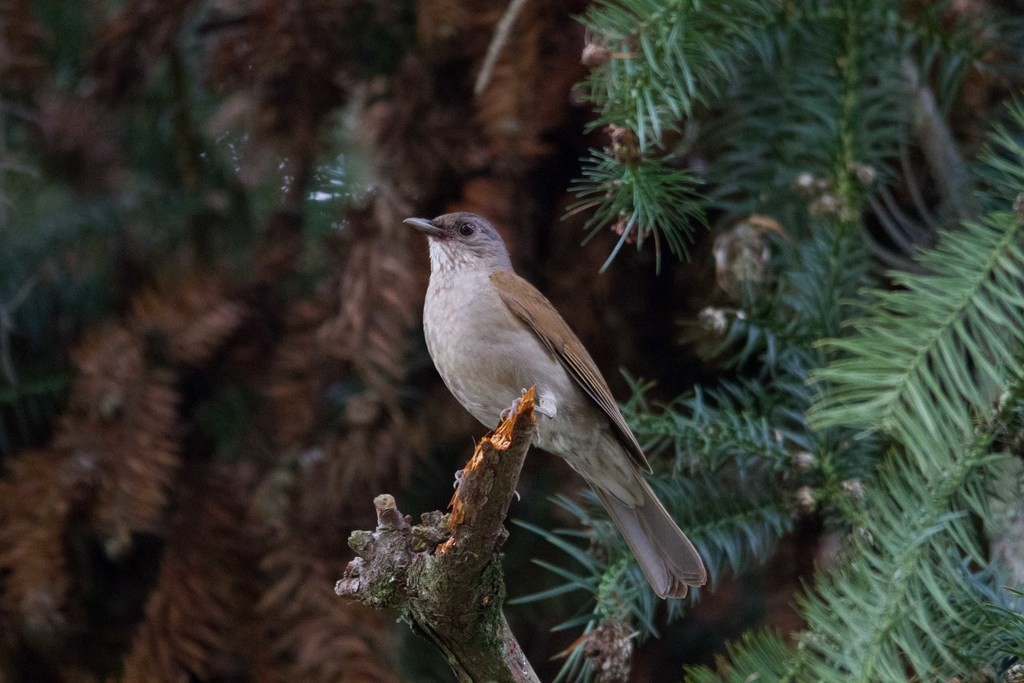 Pale-breasted Thrush - ML283332841