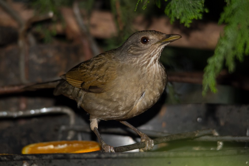 Pale-breasted Thrush - ML283332851