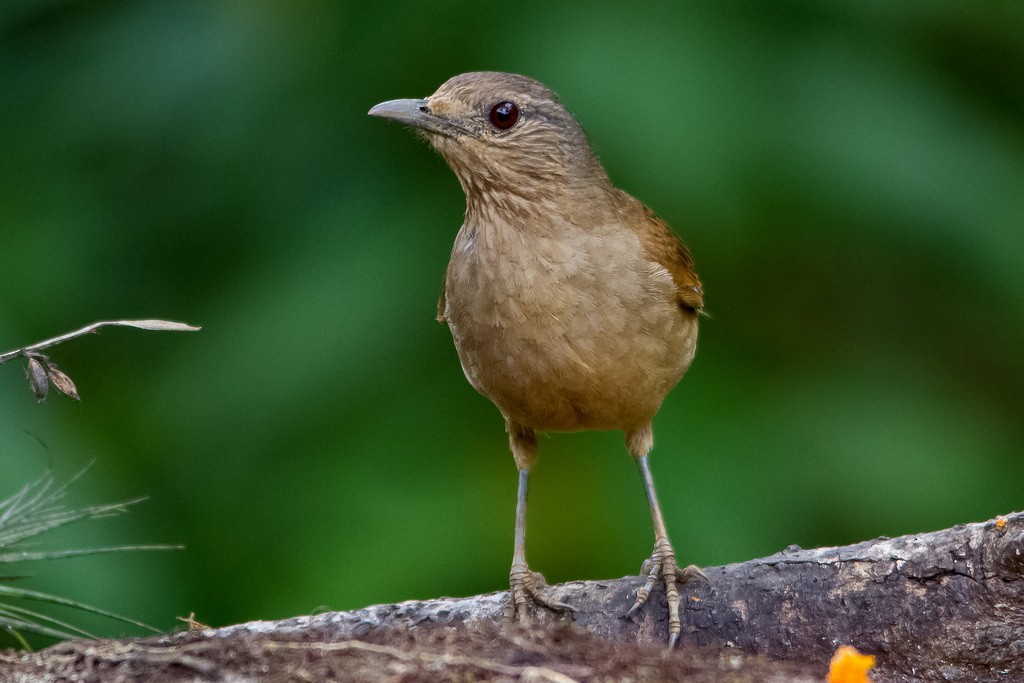 Pale-breasted Thrush - ML283332861
