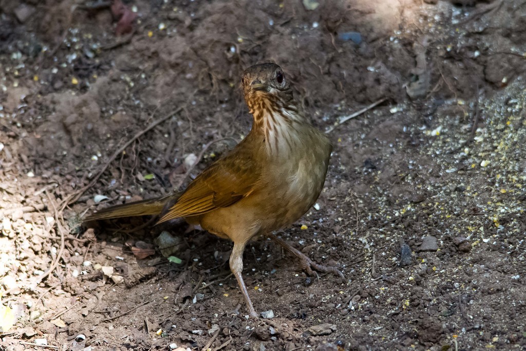 Pale-breasted Thrush - ML283332881