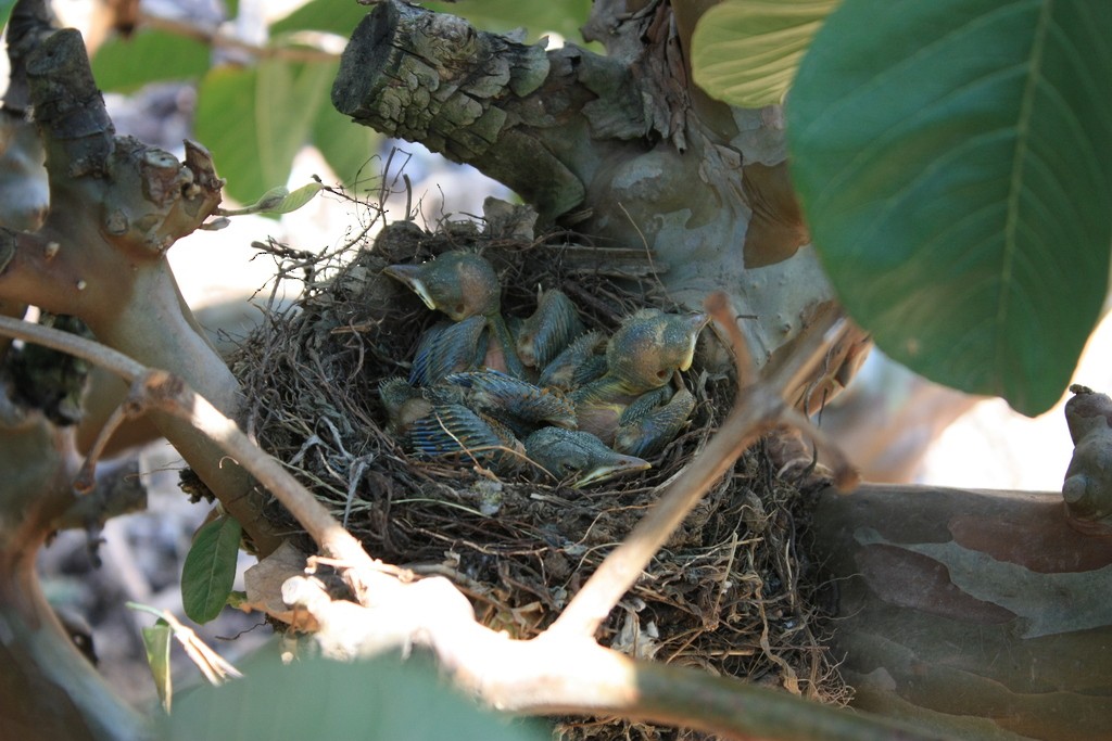 Pale-breasted Thrush - ML283332891