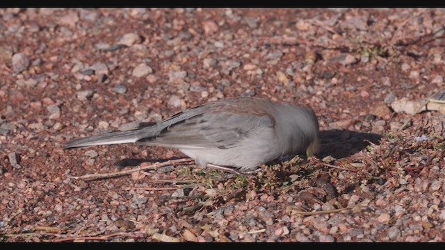 Junco Ojioscuro (caniceps) - ML283333691