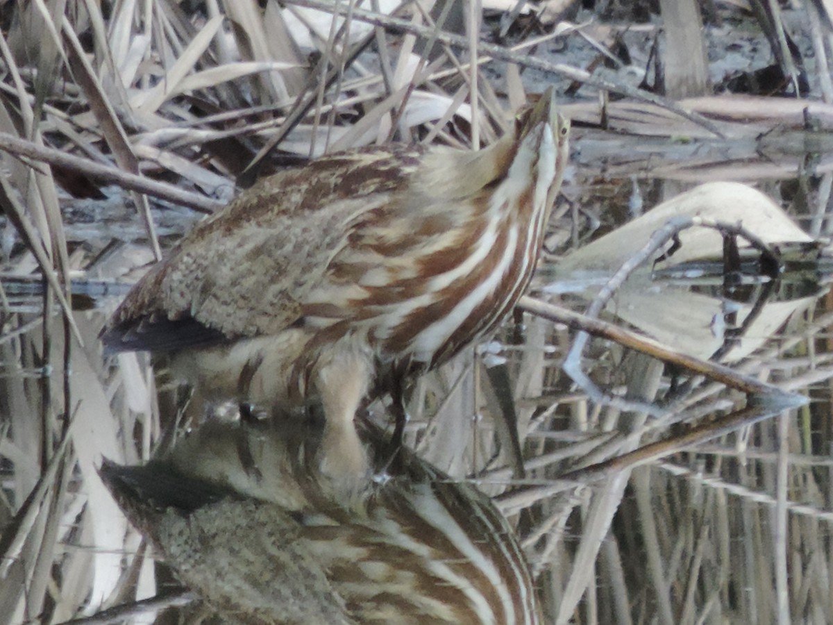 American Bittern - Rich Brown