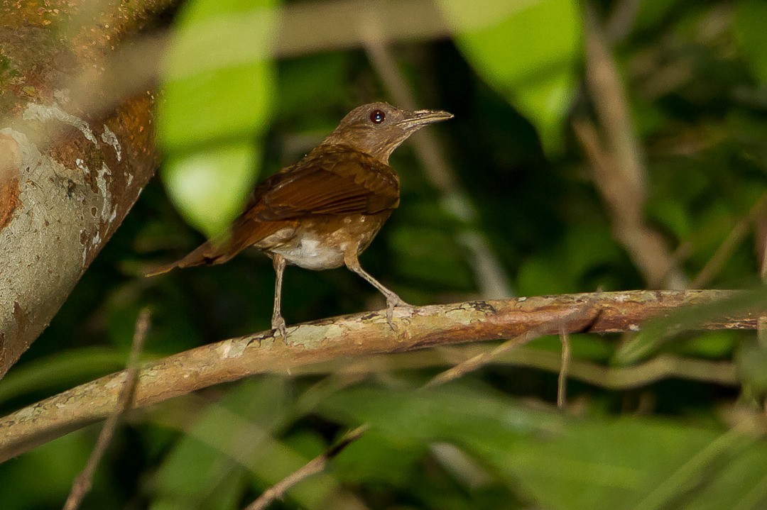 Hauxwell's Thrush - ML283334561