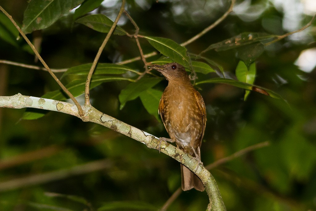 Hauxwell's Thrush - ML283334571