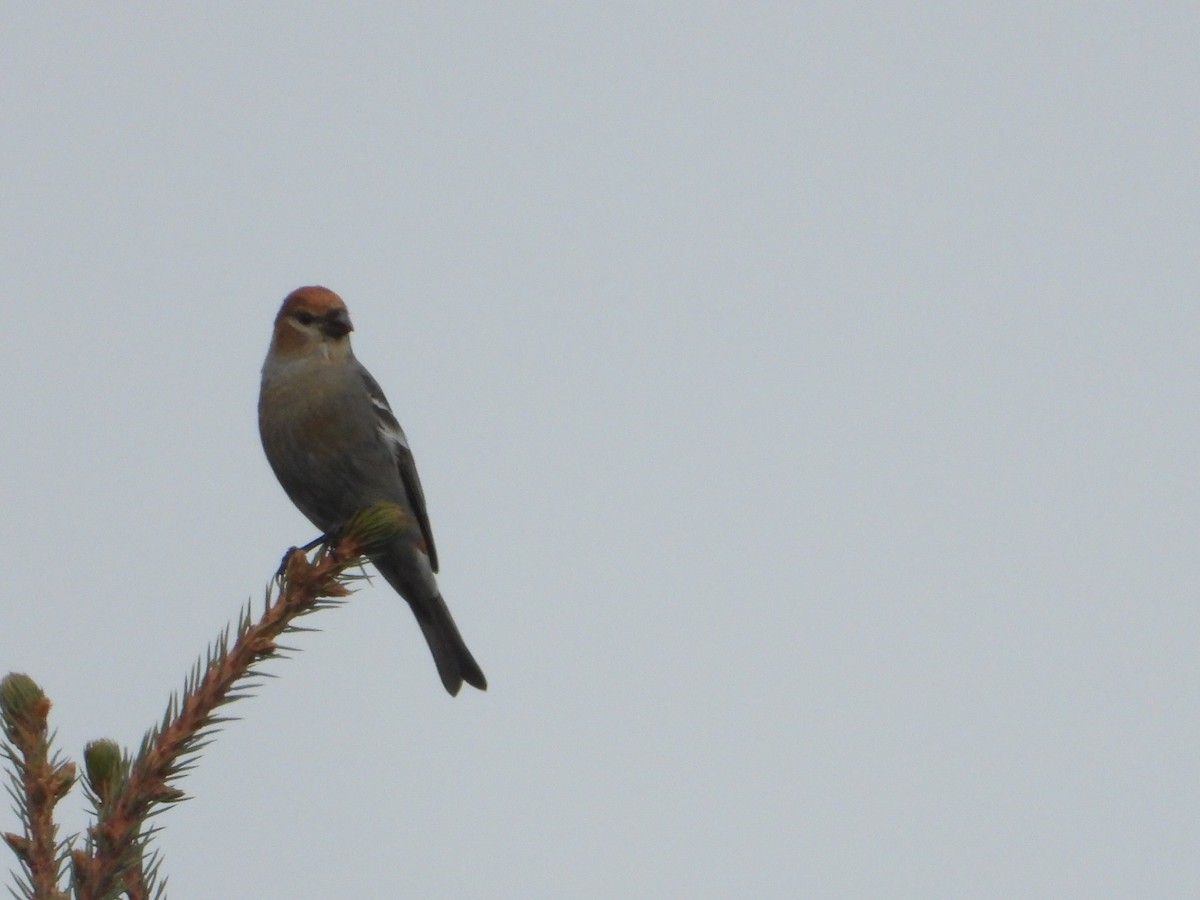 Pine Grosbeak - ML283335561