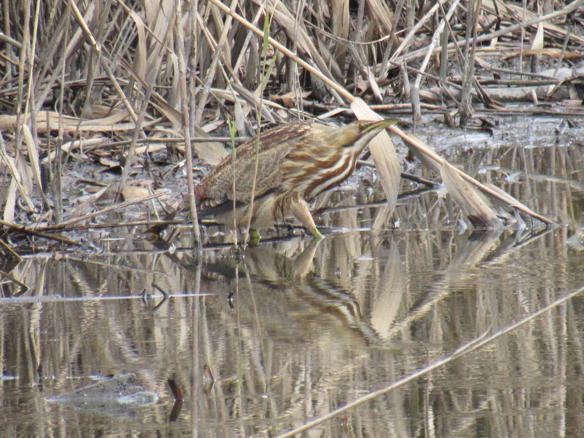 American Bittern - John Coyle