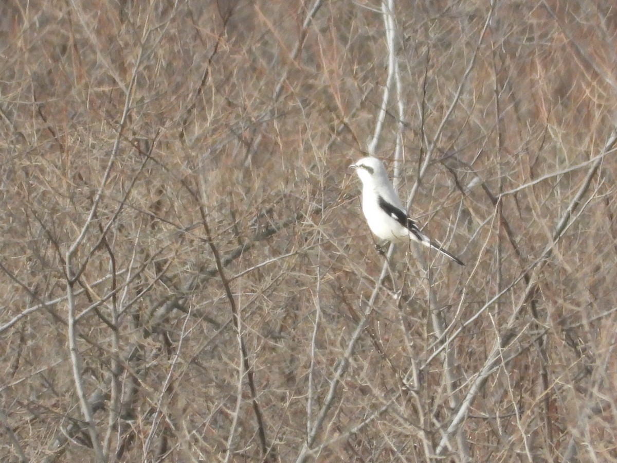 Northern Shrike - ML283335801