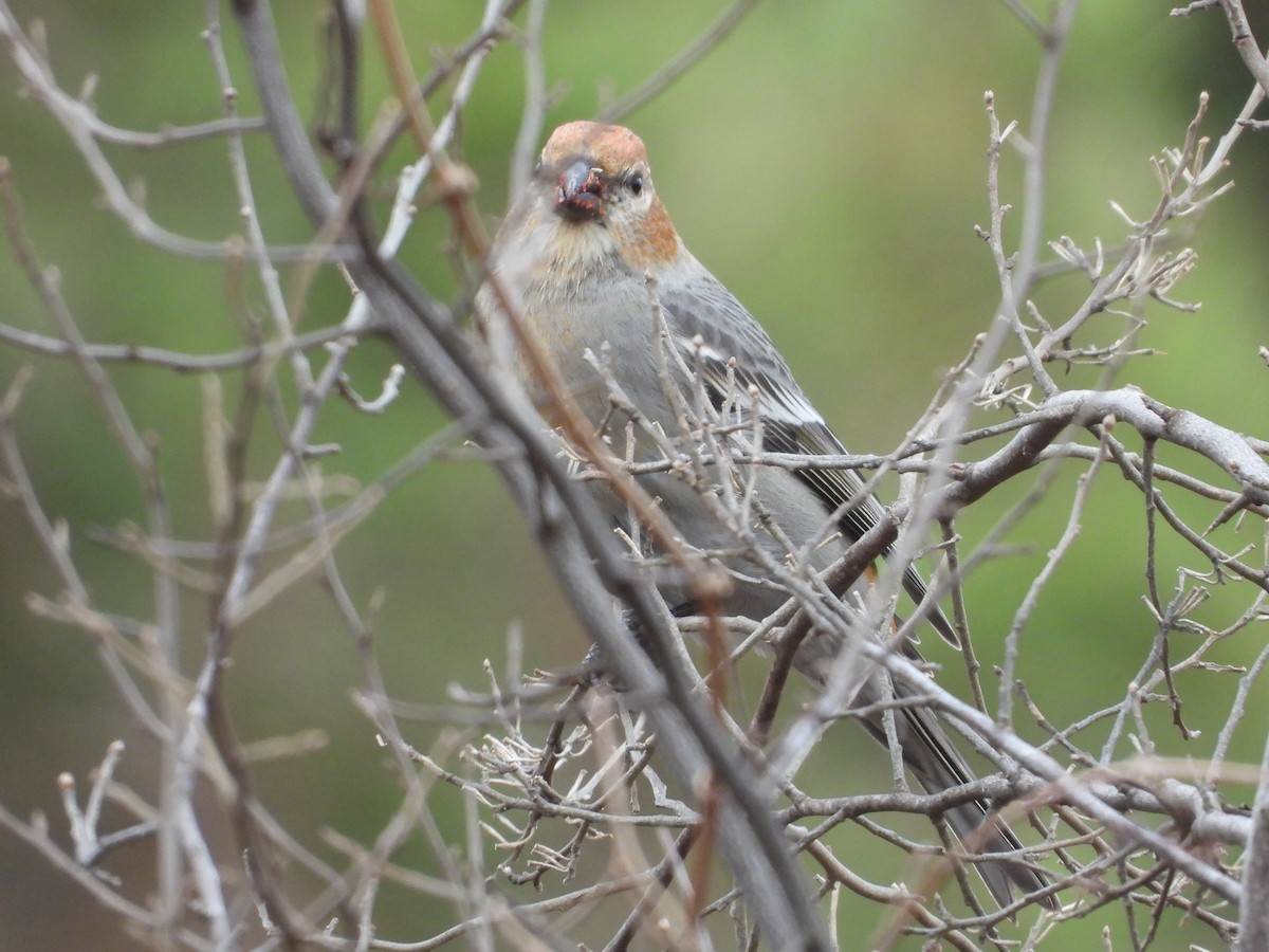 Pine Grosbeak - ML283335821