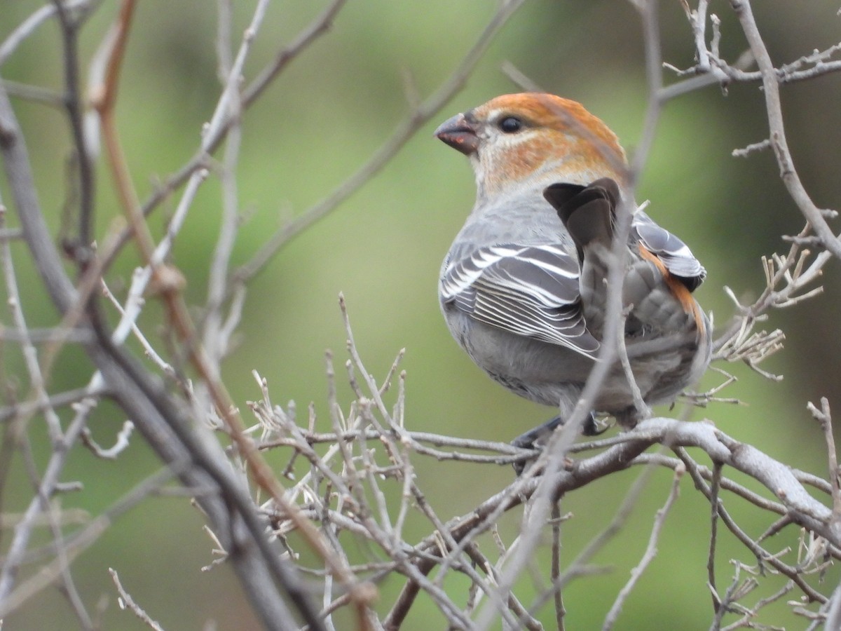 Pine Grosbeak - Manny Salas