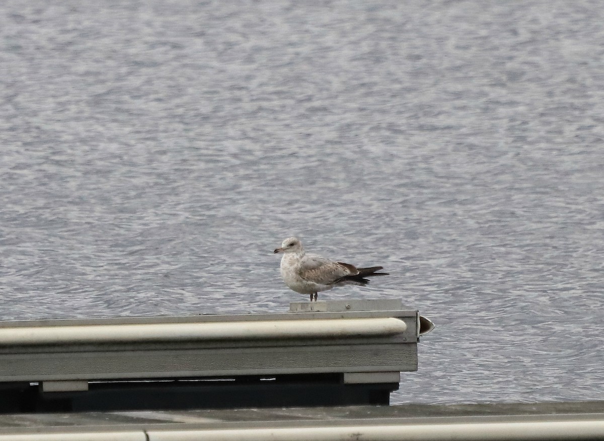 Ring-billed Gull - Pam Illig