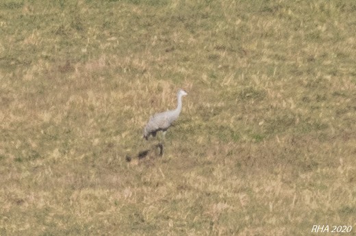 Sandhill Crane - ML283336451