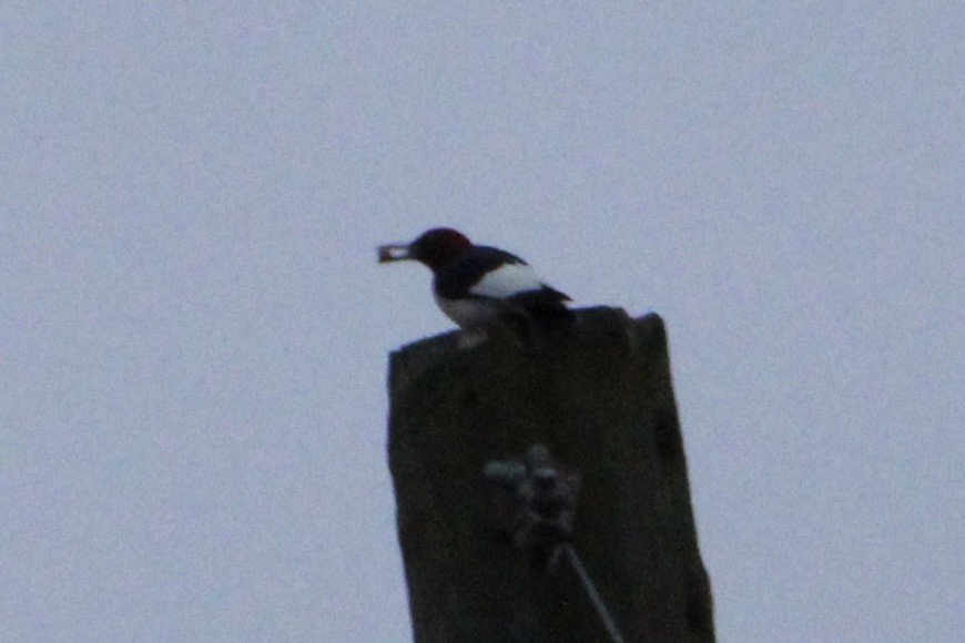 Red-headed Woodpecker - Susan Wood