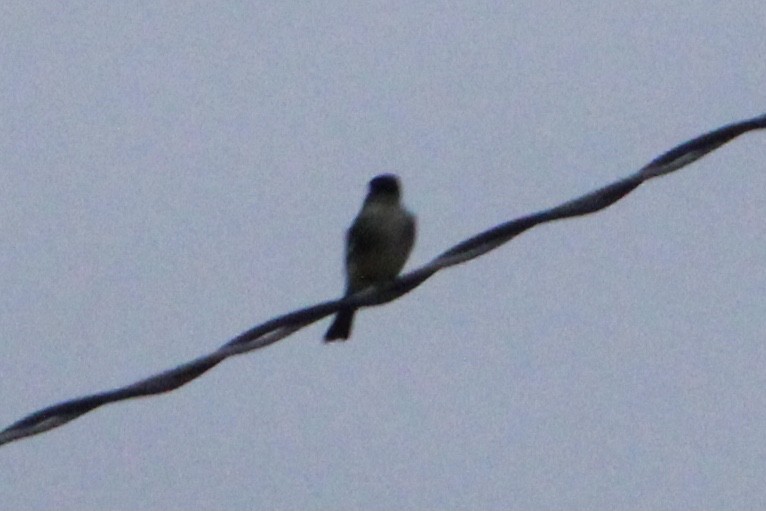 Eastern Phoebe - ML283336671