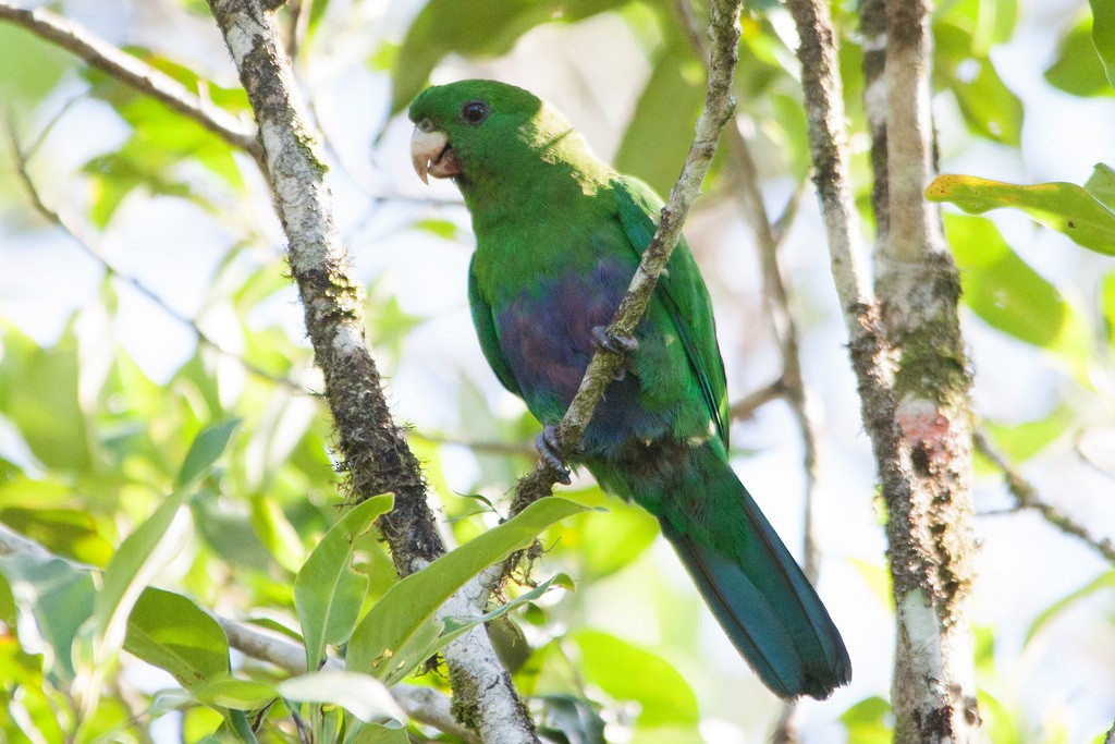 Blue-bellied Parrot - ML283337011