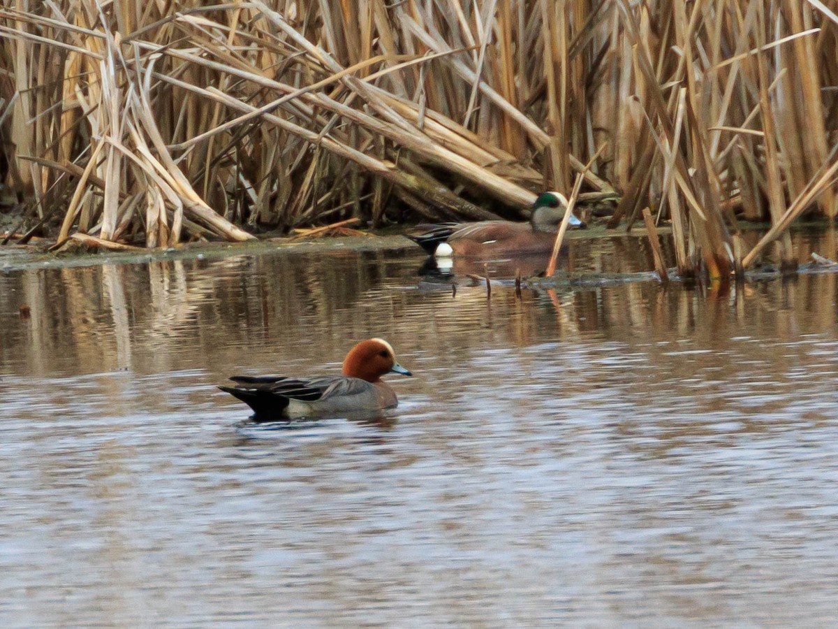 Eurasian Wigeon - ML283337771