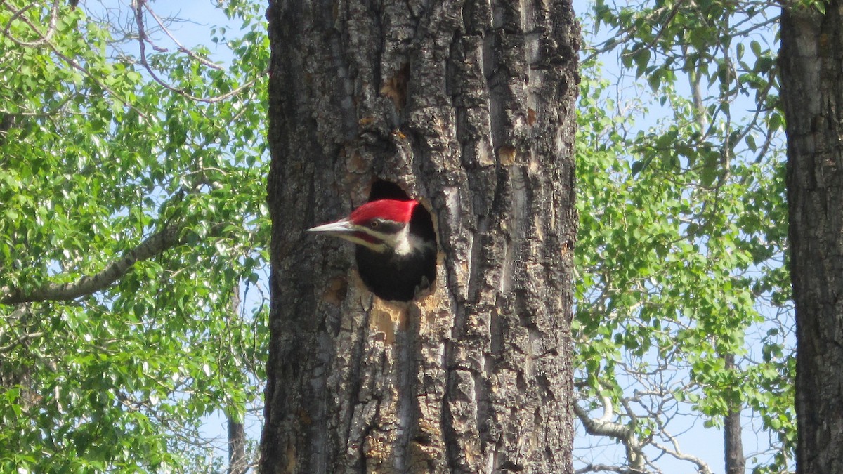 Pileated Woodpecker - ML28333981