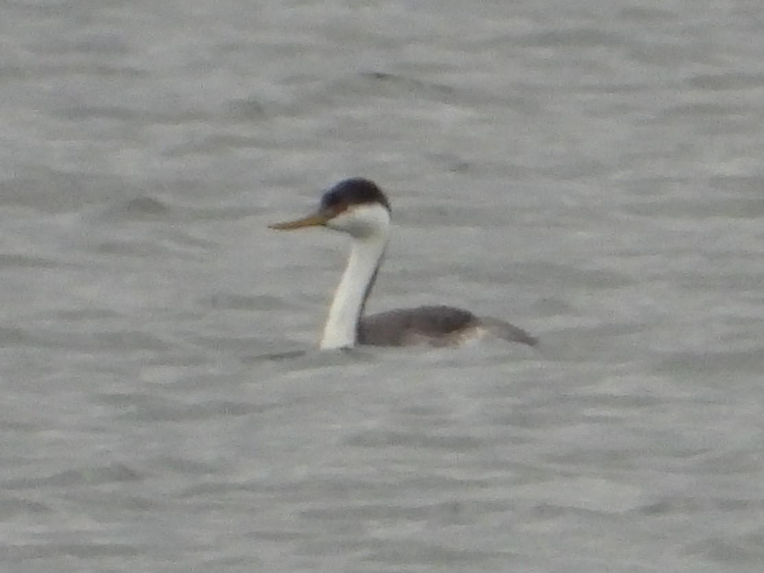 Western Grebe - ML283340151